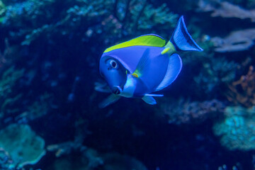 Fototapeta na wymiar Royal Blue Tang Fish Swimming Underwater