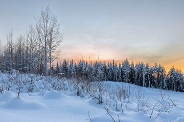 Winter morning in the forest with snow-covered trees, dawn. Travel concept