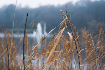 Misty lake in the park