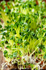 Sprouted radish microgreens close up, vertical photo with soft focus. Healthy salad greens