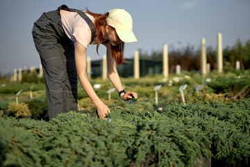 Young Caucasian Female Gardener Busily Working, Organizing, Sorting Green Flowers, Vegetation and Plants in Outdoors Industrial Greenhouse. Plant Nursery takes Care of plants,Farmer grows greenery