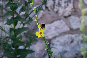 butterfly on a flower