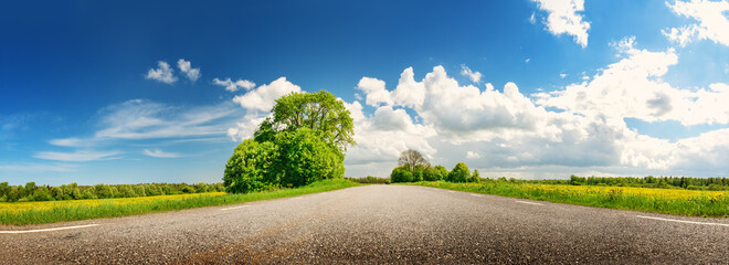 Fototapeta premium Panoramic view of the asphalt road with beautiful trees and with field of fresh green grass and dandelions.