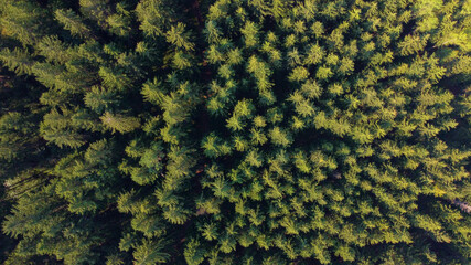 Drohnenaufnahme eines Tannenwaldes aus der Vogelperspektive © Jonas