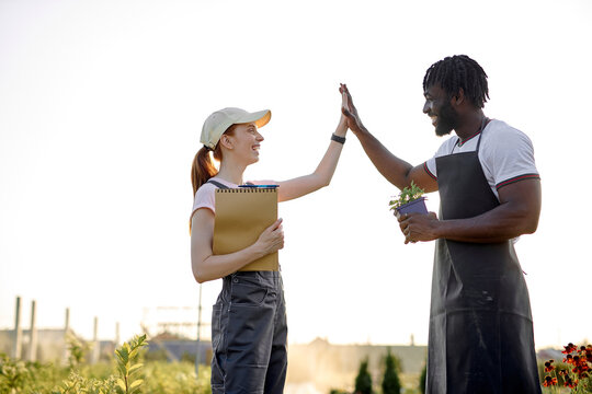 High five of farmer and customer, business partners. Farmers working in hydroponic vegetable garden at greenhouse. Successful work of black man and redhead caucasian female in uniform