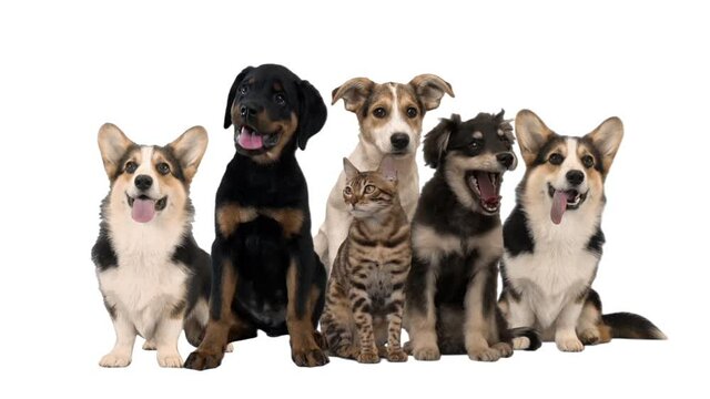 group of pets on white background