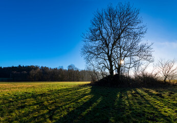 Silhouette of single baretree on small hill in Swabia Germany near Hohenzollern Castle south of Stuttgart on sunny blue sky morning. Panoramic view with meadow, trees and shadows in winter scenery.