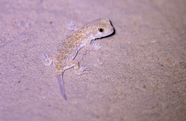 Barking Gecko in the Kgalagadi