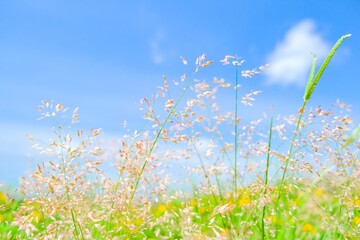 grass and sky in bright sunlight