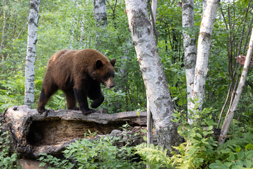 bear walking on log