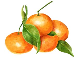Watercolour illustration of 4 mandarins with green leafs isolated on white background
