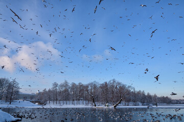 A flock of seagulls flies over the lake.