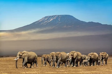 Foto auf Acrylglas Kilimandscharo Elefantenherde vor dem Kilimanjaro