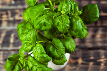 Basil on a black wooden table. Bunch of fresh basil close up on a dark background. Greens on an old shabby heart.