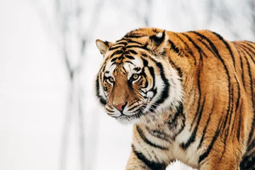 Zelfklevend Fotobehang Portrait of a tiger on an isolated background. © belyaaa