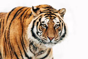 Fototapeta na wymiar Portrait of a tiger on an isolated background.