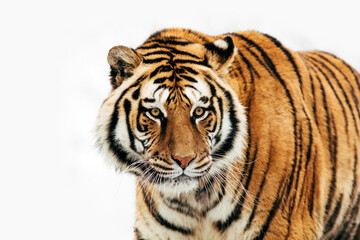 Fototapeta na wymiar Portrait of a tiger on an isolated background.