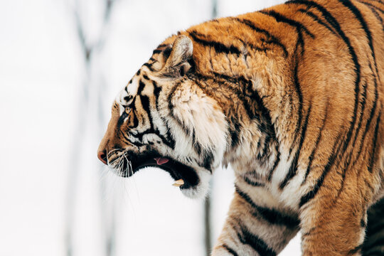 Portrait of a tiger on an isolated background.
