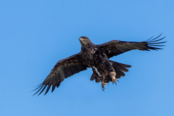 Fototapeta premium Steppenadler im Flug