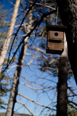 wooden bird house or shed hanging from a tree in a pine forest