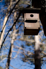 wooden bird house or shed hanging from a tree in a pine forest