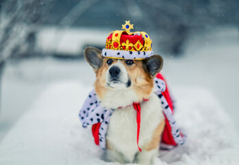 funny portrait of a charming corgi dog in a royal crown and a red robe sitting in a winter park in the snow