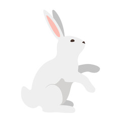 Rabbit 1