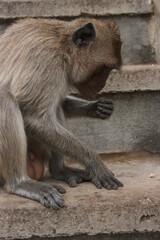 Singes – Thailande