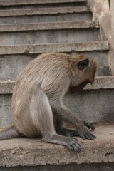 Singes – Thailande