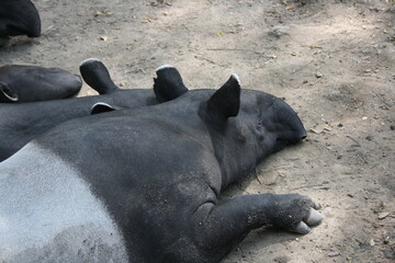 Naklejka premium Tapir – Thailande