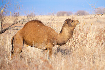 Camel caravan goes through the steppes of Kazakhstan in search of food. Arid desert steppe. The concept of heat and drought.