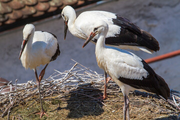 Stork nests in Cristian, Romania
