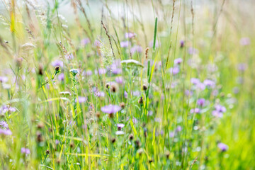 Vector texture of plants with lilac petals flowers and lots of green and yellow