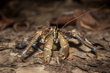 The Coconut crab world's largest terrestrial anthropod, robber crab, thief crab, Crab at night on the branch, and leaf, in Togean Islands, Sulawesi, Indonesia