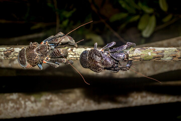 The Coconut crab world's largest terrestrial anthropod, robber crab, thief crab, Crab at night on the branch, and leaf, in Togean Islands, Sulawesi, Indonesia