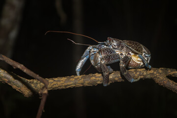 The Coconut crab world's largest terrestrial anthropod, robber crab, thief crab, Crab at night on the branch, and leaf, in Togean Islands, Sulawesi, Indonesia