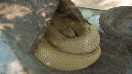 Serpent blanc, thailande
