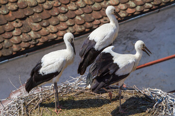 Young storks in their nest