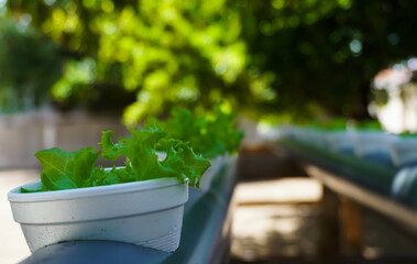 close up of A Kratky hydroponic system without electricity in the summer under the shadows of trees.