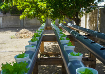 A Kratky hydroponic system without electricity in the summer under the shadows of trees.