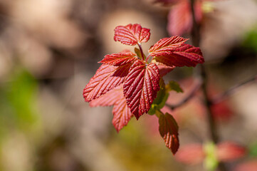 Red young leaves in spring, illuminated by bright sun, macro photo, selective focus. Contrast blurred background on nature theme