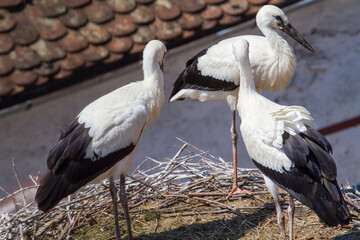 Stork nests in Cristian, Romania