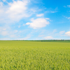 Green field and blue sky. Agricultural landscape.