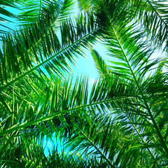 coconut tree leaves on blue sky background.