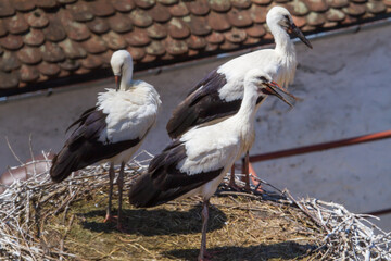 Stork nests in Cristian, Romania