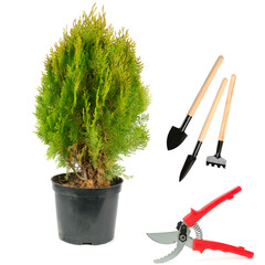 Thuja in flower pot, gardening tools and pruner isolated on white . Collage.