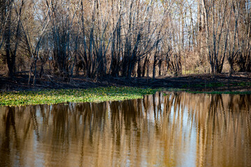 reflection in the water swamp
