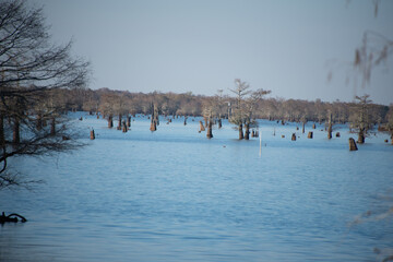 landscape with snow and trees