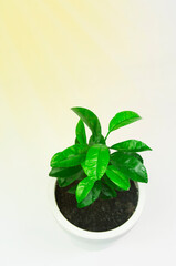 green plant in a white pot on a light background. tangerine sprout planted in a pot. concept of a new life.