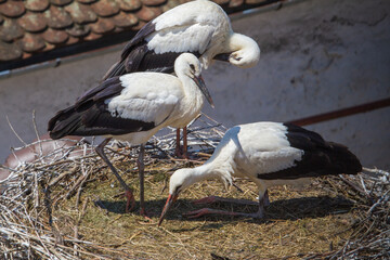 Young storks in Cristian, Romania
